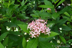 Guadeloupe Août 2015-02824        